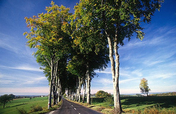 Tree avenue near Uzs, Gard.