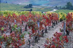 Sancerre (138kb)